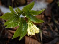 Quirlblättriger Zahnwurz